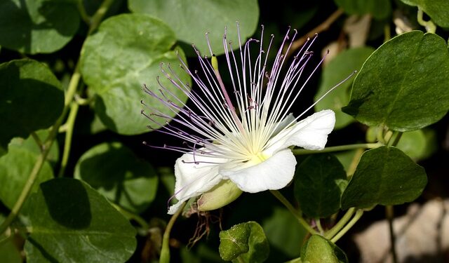 Kapari Bitkisi Nedir, Ne İşe Yarar?