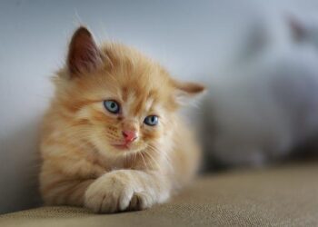 Kedi Bakımı Nasıl Yapılır?