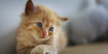 Kedi Bakımı Nasıl Yapılır?