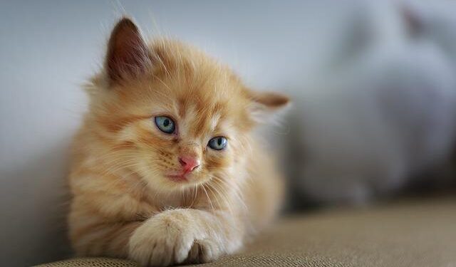 Kedi Bakımı Nasıl Yapılır?
