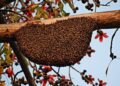 Propolis Nedir, Faydaları Nelerdir?