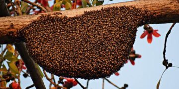 Propolis Nedir, Faydaları Nelerdir?