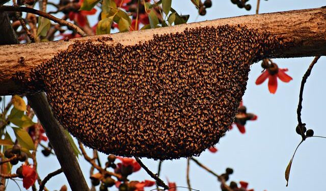 Propolis Nedir, Faydaları Nelerdir?