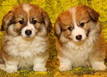Yavru Köpek Bakımı ve Beslenmesi
