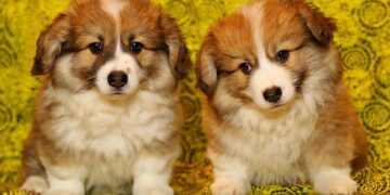 Yavru Köpek Bakımı ve Beslenmesi