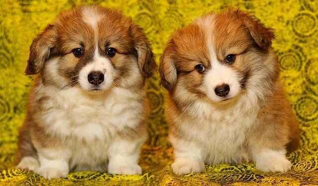 Yavru Köpek Bakımı ve Beslenmesi