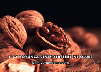1 Ay Boyunca Ceviz Yerseniz Ne Olur?
