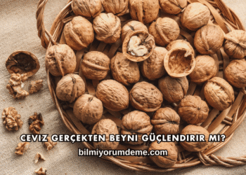Ceviz Gerçekten Beyni Güçlendirir mi?