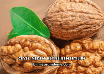 Ceviz Neden Beyne Benzetilir?