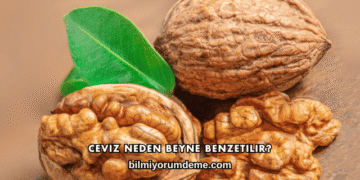Ceviz Neden Beyne Benzetilir?