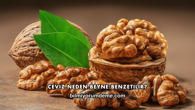 Ceviz Neden Beyne Benzetilir?