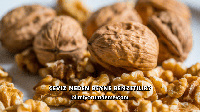 Ceviz Neden Beyne Benzetilir?