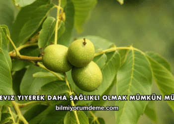 Ceviz Yiyerek Daha Sağlıklı Olmak Mümkün mü?