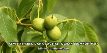Ceviz Yiyerek Daha Sağlıklı Olmak Mümkün mü?