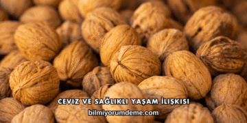 Ceviz ve Sağlıklı Yaşam İlişkisi