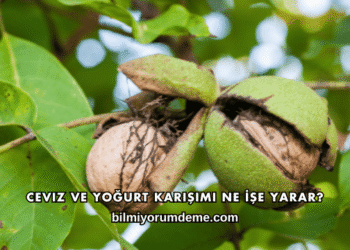 Ceviz ve Yoğurt Karışımı Ne İşe Yarar?