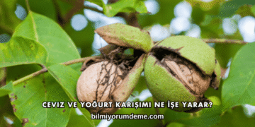 Ceviz ve Yoğurt Karışımı Ne İşe Yarar?