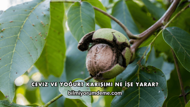 Ceviz ve Yoğurt Karışımı Ne İşe Yarar?